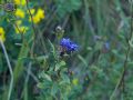 Globularia alypum